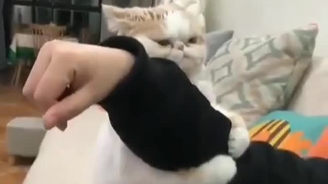 #Funny cat video