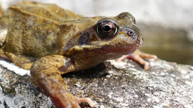 Close Up of a Frog.