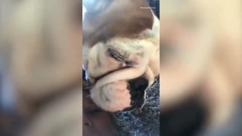 A snoring bulldog