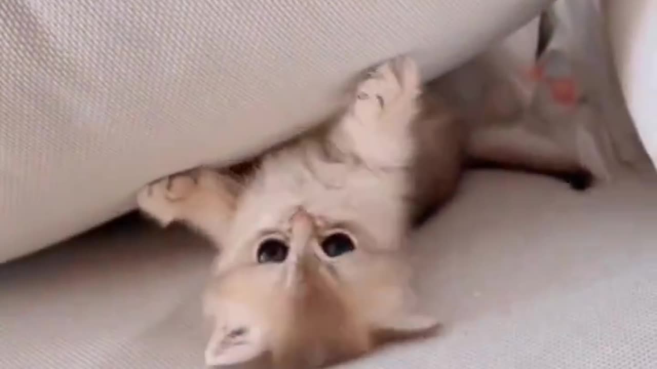 Baby cat