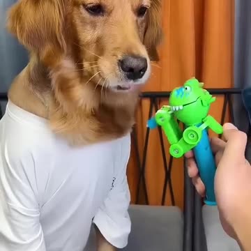 Funniest pets😁😁