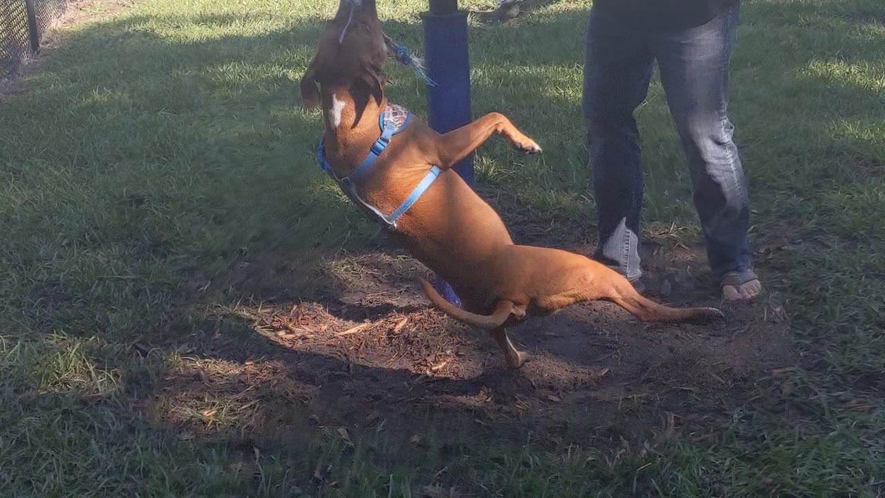 Pitbull Swings Around on Her Favorite Rope Toy