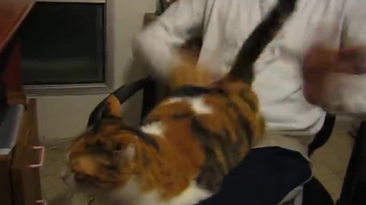 Spanking the cat