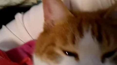 Funny Orange Ginger Cat Caught Naked on Camera 橘猫咪被拍到露点啦 vlog 001