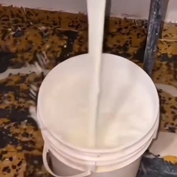 Fanny cat videos | kitty cat video | Cute cat videos | Pet Animal video | Kittecat Video