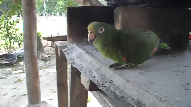 Loro gracioso que remeda carcajadas