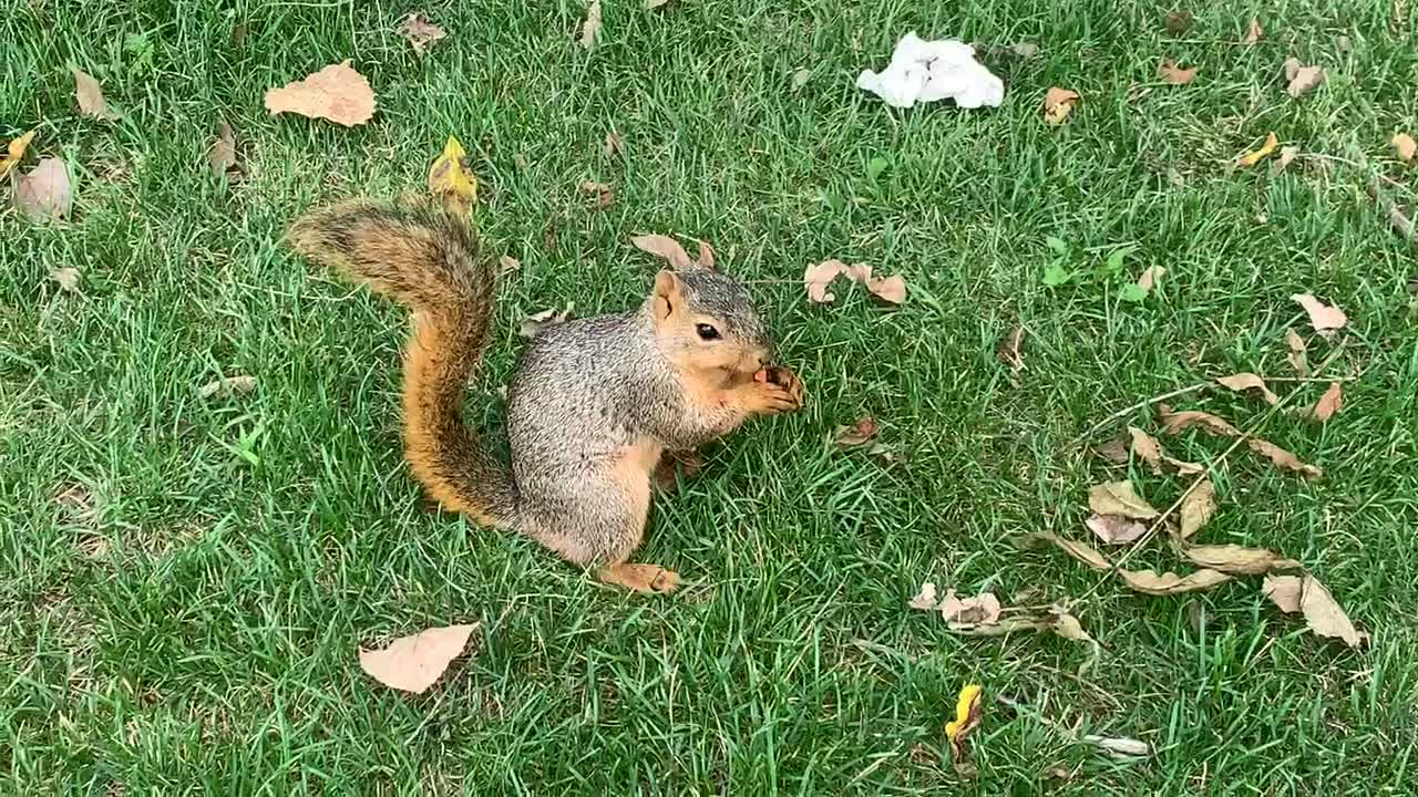 Food please, human?