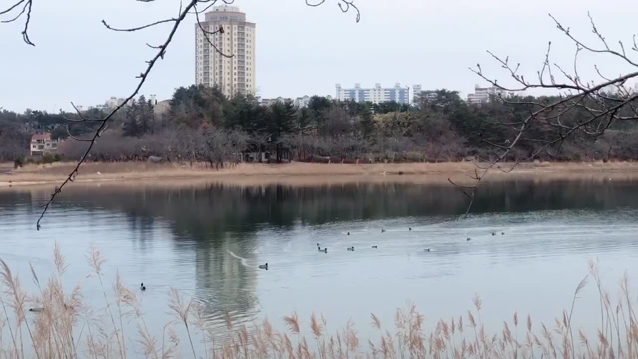 Ducks like the Navy.