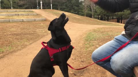 Beautiful Labrador retriever