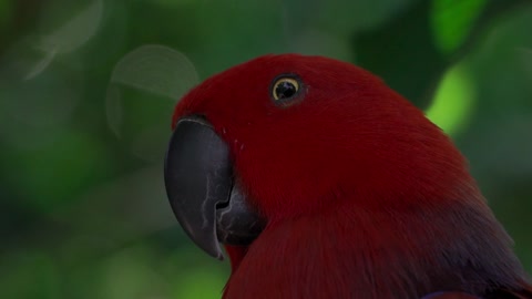 Beautiful color parrot birds video