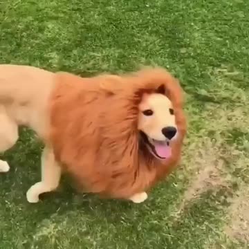 You look so brave like a lion