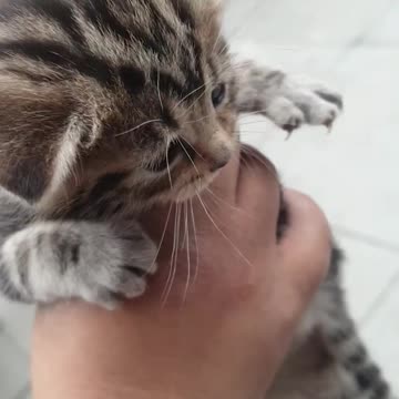 😻😻😻Cute fluffy baby tiger kitten meowing😻😻😻😻