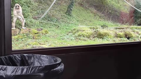 A funny gibbon is intrigued by a guide dog who visited a zoo.