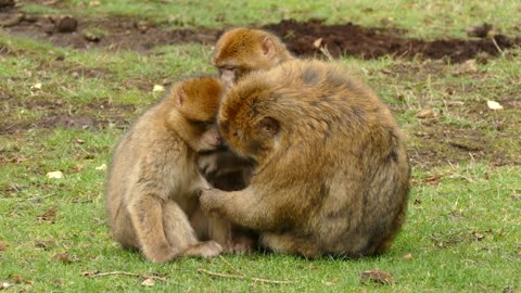 Peaceful afternoon of monkey family