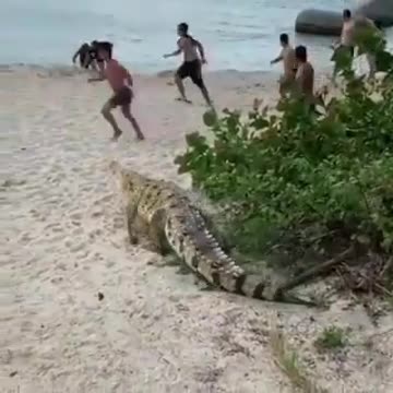 Enorme caimán aguja asustó a turistas en el parque Parque Tayrona