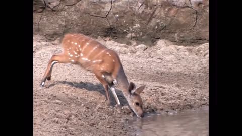 "Deer’s Daring Escape: Outrunning the Jaws of Danger"🦌🐊