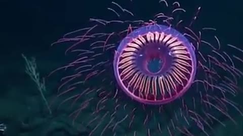 Meet the exquisite Halitrefs jellyfish #shorts #viral #shortsvideo #video