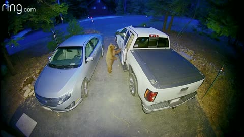 Bear Trying to Open a Car Door