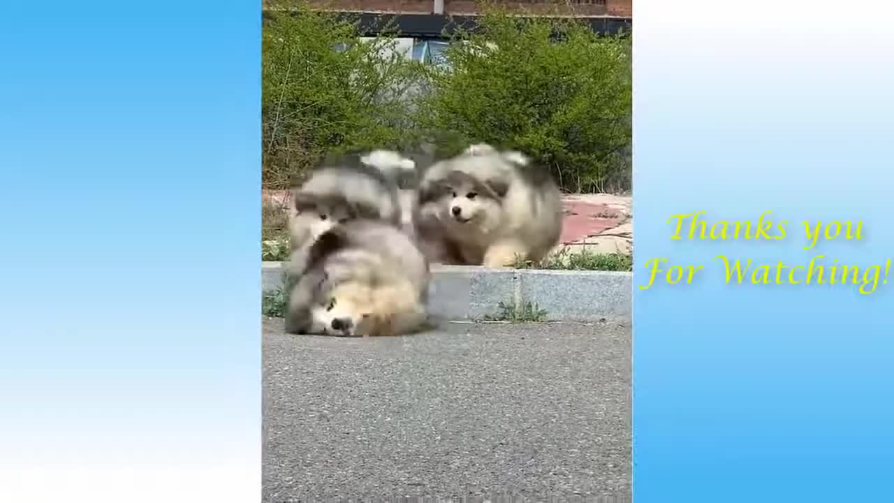 Little cats in action