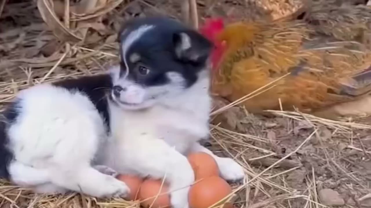 Beautiful Animals | Funny Cats | Funny animals | Cute Cats
