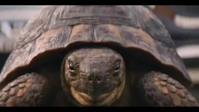 The tortoise moves forward