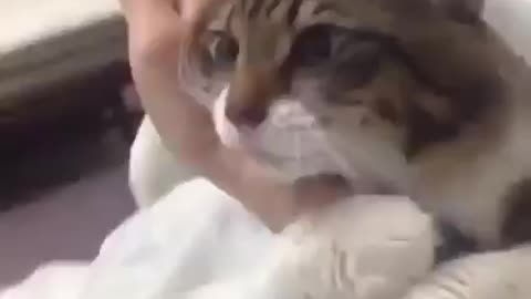 Adorable cat