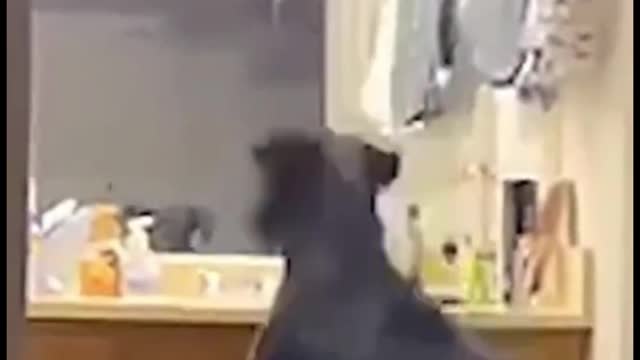 The dog thinks it's another dog in the mirror