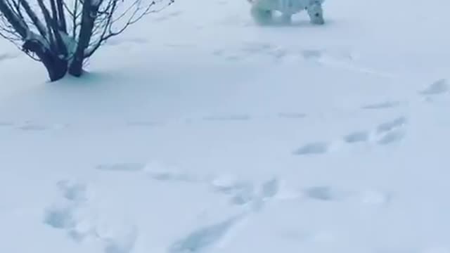 White dog wearing sweater runs around excited in snow