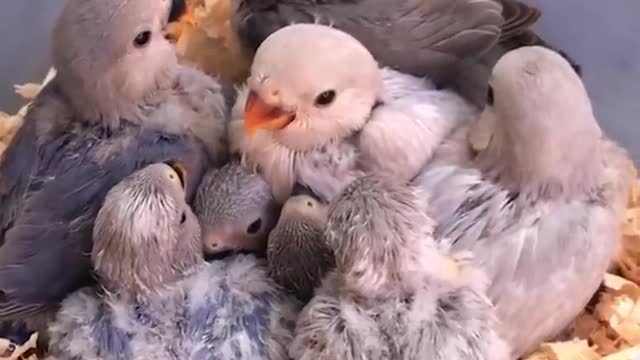 Cute birds forever