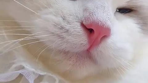 Cute cat ,cat video , omg so cute