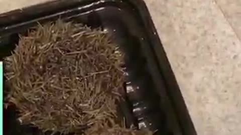 Trying to get my cat to enjoy seafood... 😅 🐱🍤