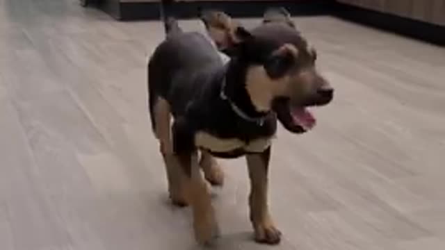 Happy Dog amazing Dancing