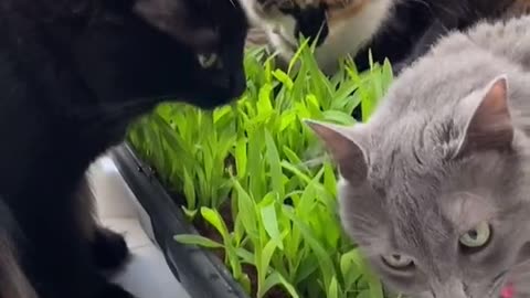 How to Plant Corn for Kittens