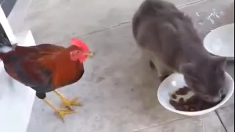 Chicken Like Cat Food Too
