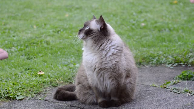 Huge cat in park