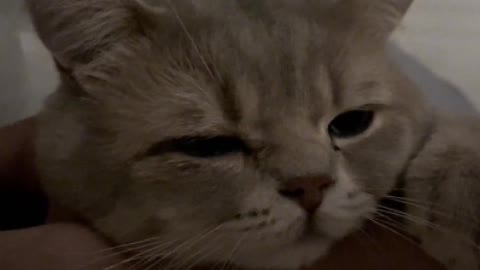 a cat is always a cat