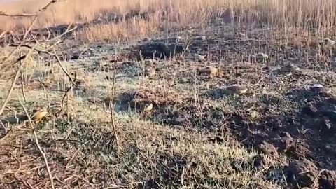 💣🇷🇺 Ukraine Russia War | Density of Russian Minefields in Zaporozhye | Checkerboard Pattern | RCF