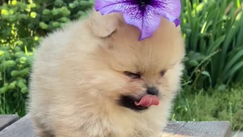 Cute pets