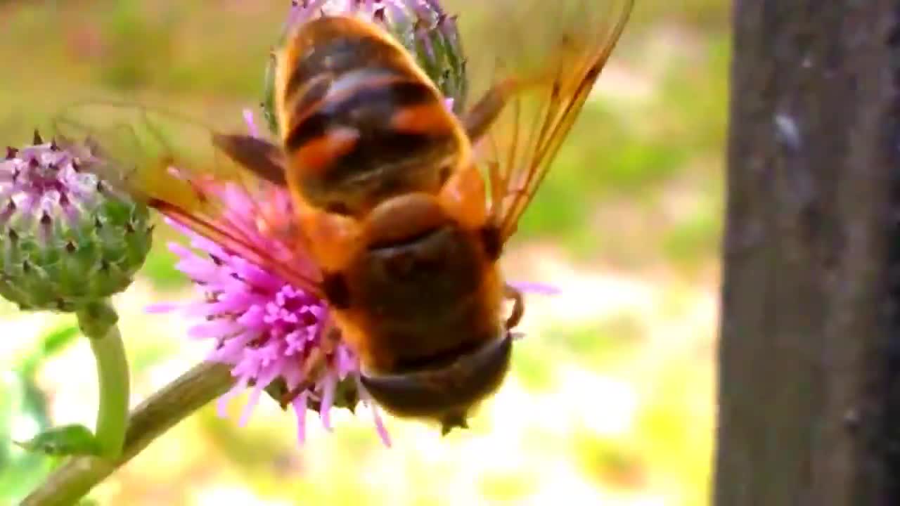 Bee on Thistle