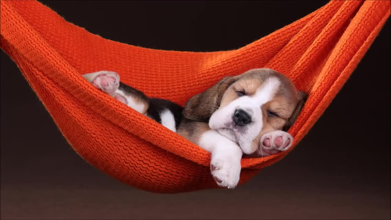 💤🐶 MUSIC to SLEEP / RELAX DOGS in 5 MINUTES | NO ADS AND IT WORKS ✅ 💤