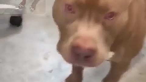 The pit bull is so strong