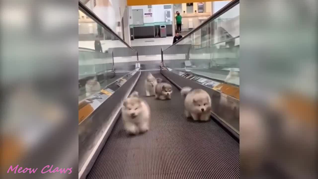 cute animals falling