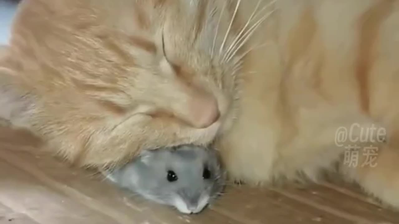 Can cats and mice play happily together?