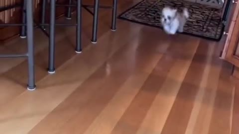 Training to catch mice