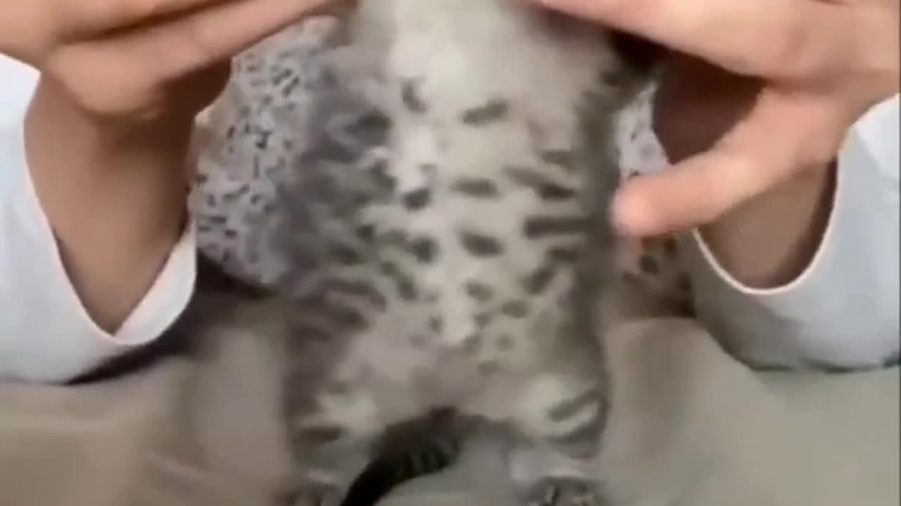 Cute Cat Video (With ' UP ' Soundtrack)