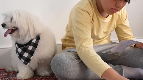 Cute puppies playing game with boy...