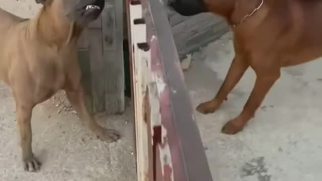 Rottweiler Attack Street Dog || Real Fight || 2022 || Puppy