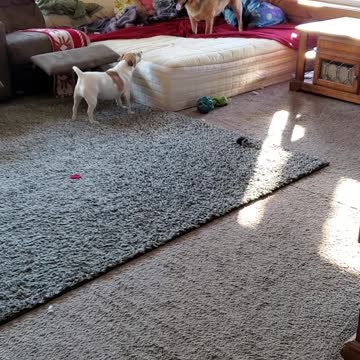 Australian cattle dog with the zoomies