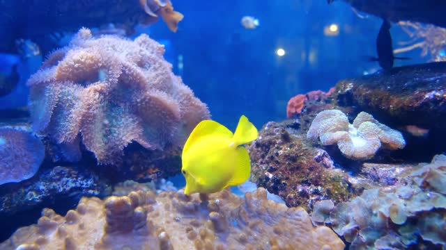 Cute Baby Fish Swimming