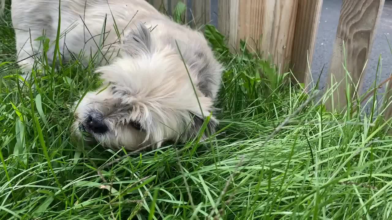 A small white dog eats blades of grass in the front yard of a home